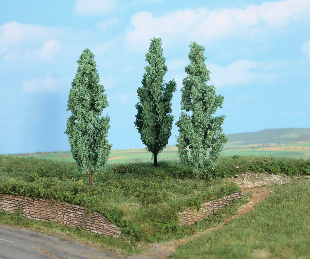 3 Silberpappeln 13 cm