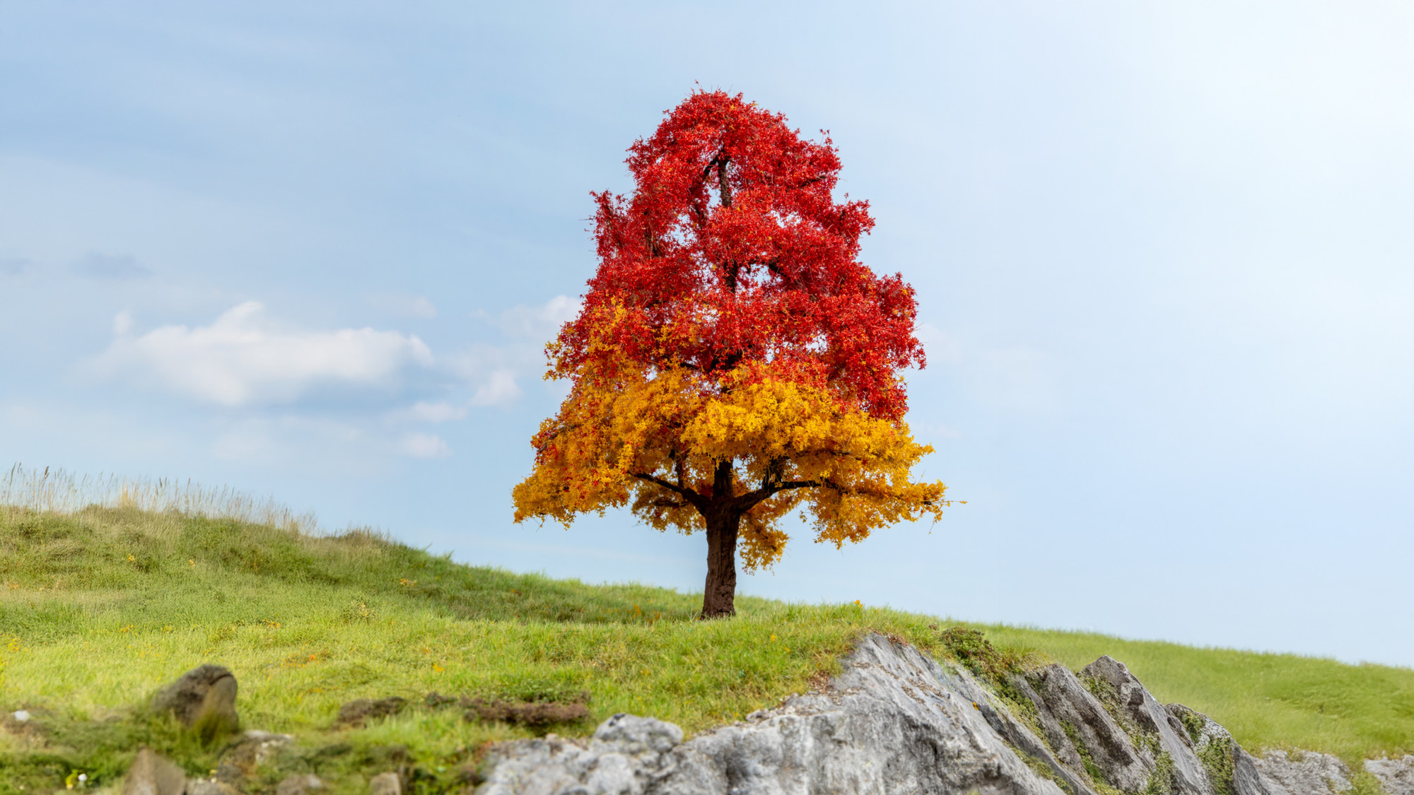 Eiche, herbstlich