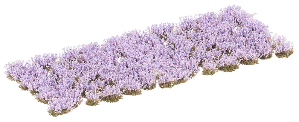 Blütenbüschel, violett